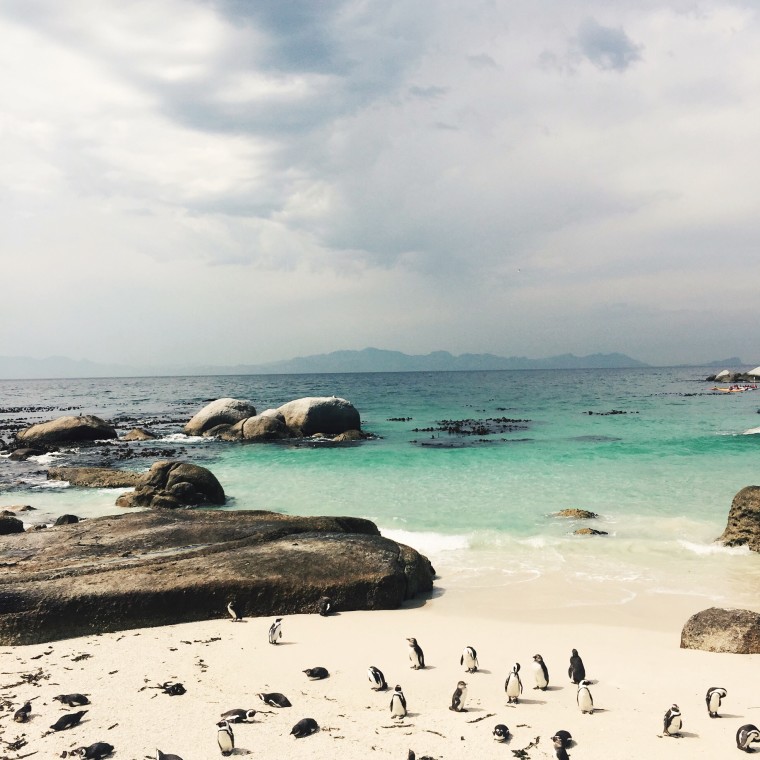 boulder_beach_penguins